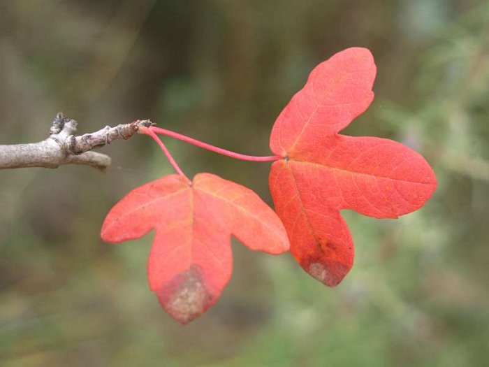 Acer monspessulanum (3)